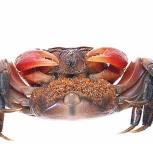 Gezonde BBQ recepten voor een heerlijke zomerse maaltijd