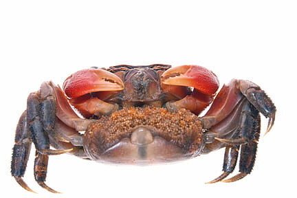 Gezonde BBQ recepten voor een heerlijke zomerse maaltijd